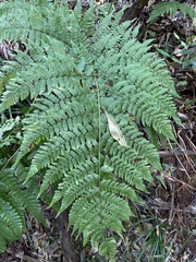 Dryopteris lewalleana