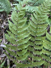 Dryopteris lewalleana