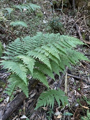 Dryopteris lewalleana