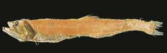 Rendezvous Lightfish photo 1