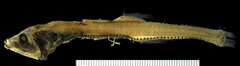 Rendezvous Lightfish photo 2