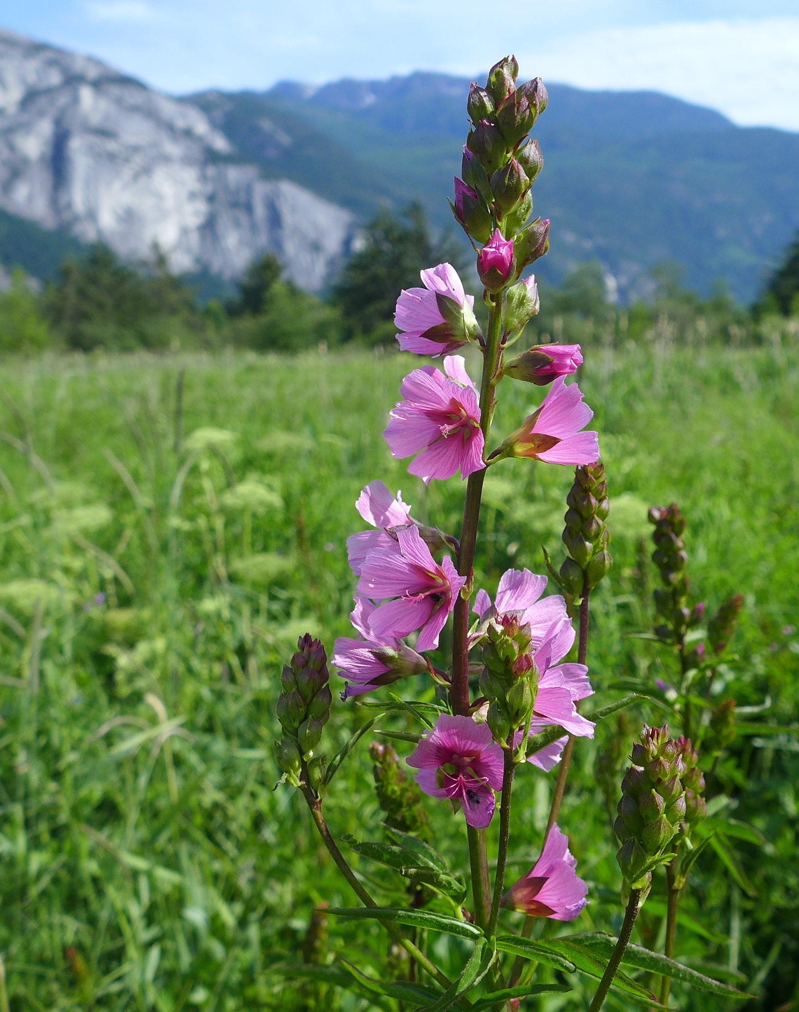 Sidalcea hendersonii