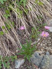 Erigeron thunbergii, photograph (c) Hector Montero, some rights reserved (CC BY)