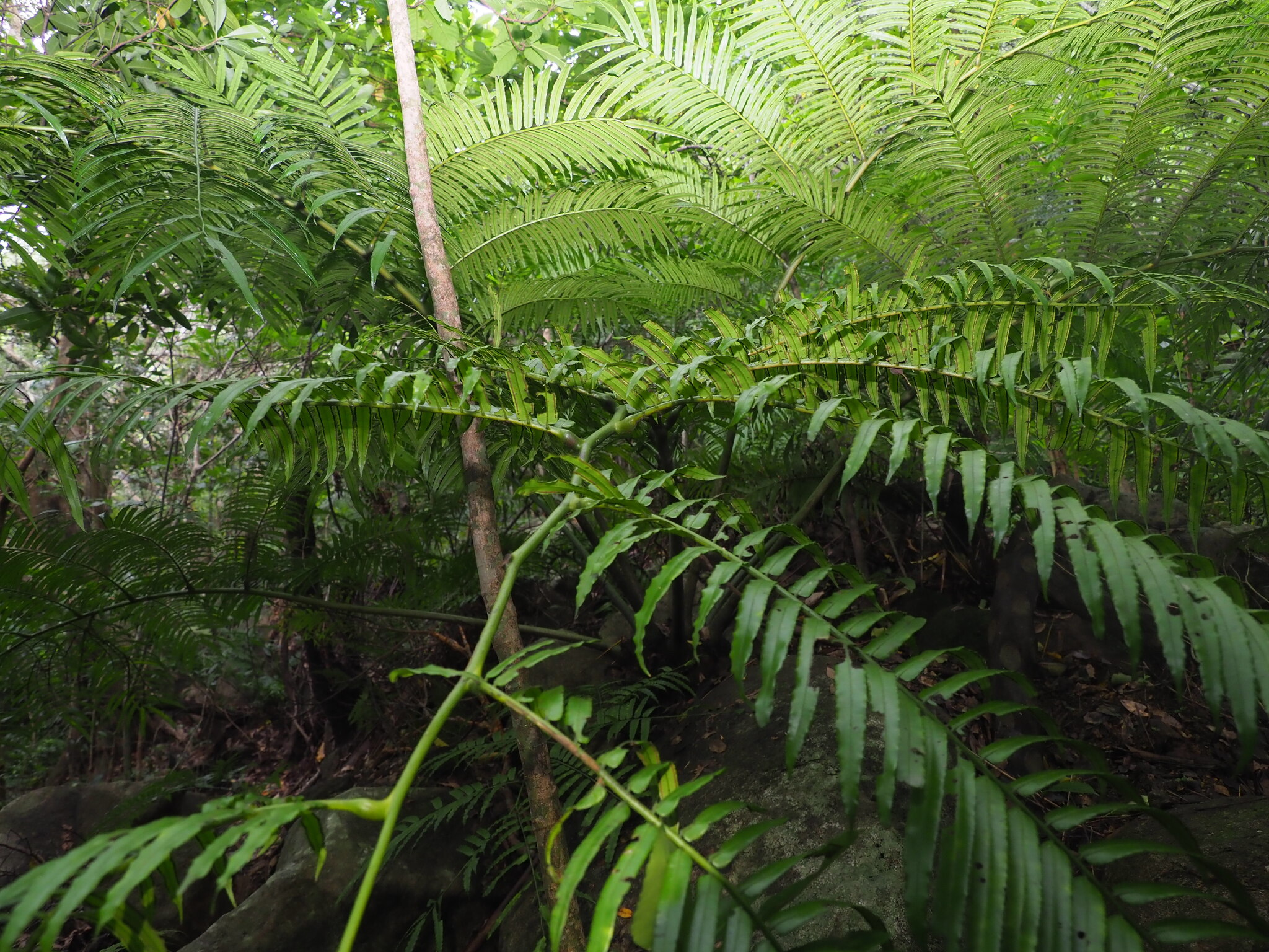 Angiopteris angustifolia (Angiopteris angustifolia)