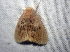 Euproctis asteroides