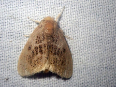 Euproctis asteroides