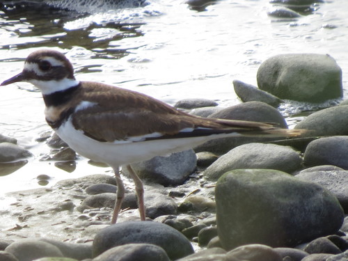 Killdeer photographed in Connecticut