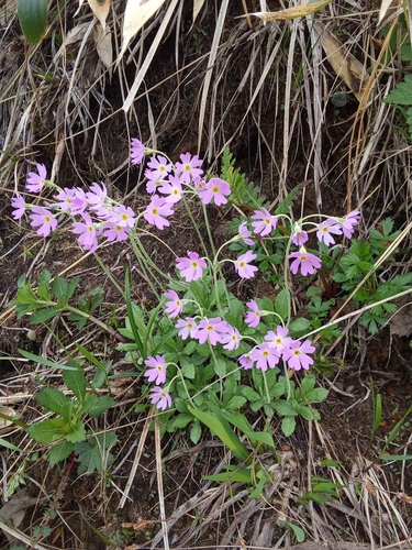 Primula modesta, photograph 1