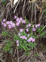 Primula modesta