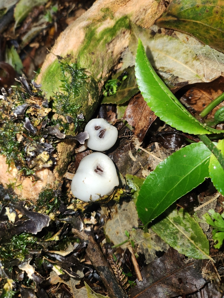 Psilocybe weraroa · July 2025 · photo: © naomipw (iNaturalist, cc-by)