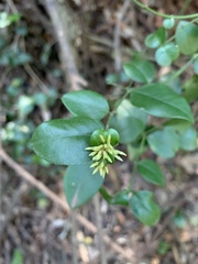 Carissa bispinosa zambesiensis