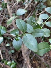 Carissa bispinosa zambesiensis