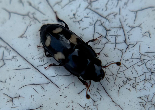 Four-spotted Sap Beetle