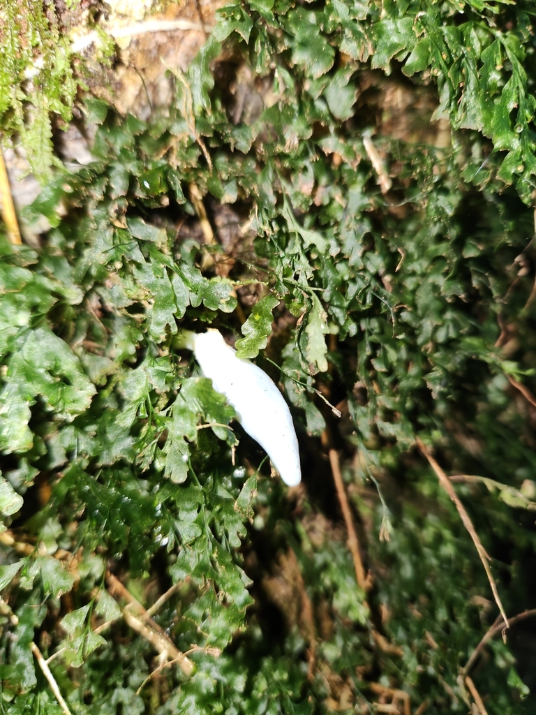 Clavogaster virescens · July 2025 · photo: © naomipw (iNaturalist, cc-by)
