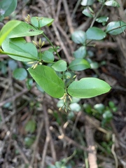 Carissa bispinosa zambesiensis