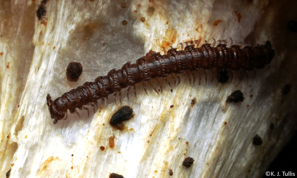 Sphaerotrichopus