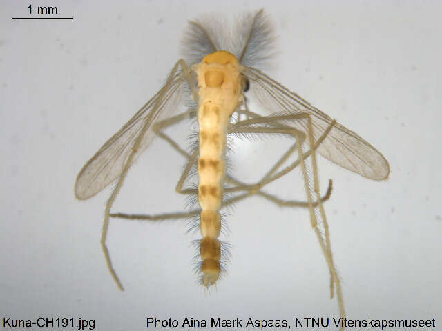 Pentaneurella