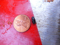 Dendroctonus terebrans