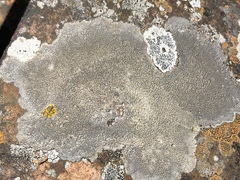 Immersaria athroocarpa