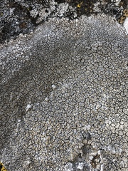 Immersaria athroocarpa