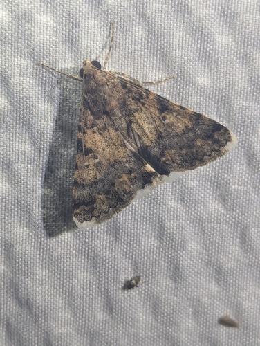 Forsebia Moth photo 4