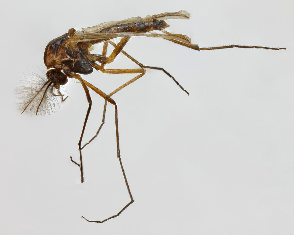 Prodiamesa