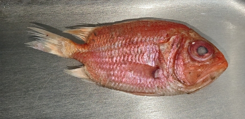 Ostichthys japonicus observed 2025-07-24