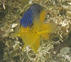 Stegastes leucostictus