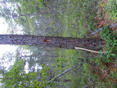 Dendroctonus terebrans