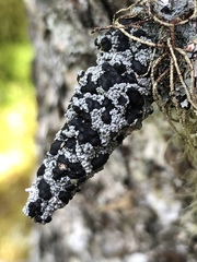 Mycoblastus sanguinarioides