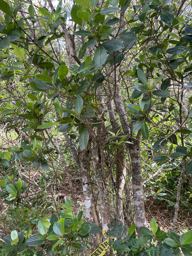 Bobea brevipes, 2025-07-17