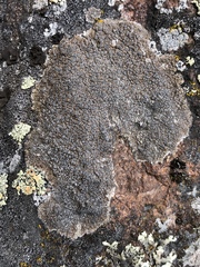 Immersaria athroocarpa