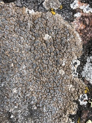 Immersaria athroocarpa