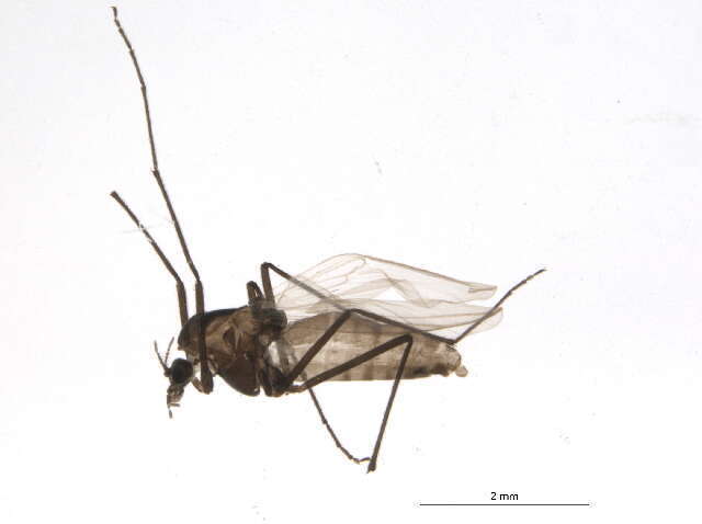 Pseudokiefferiella