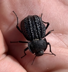 Philolithus sordidus