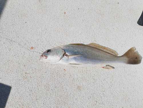 Croaker (Argyrosomus regius) — Sciaenidae — 5