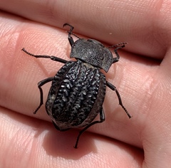 Philolithus sordidus