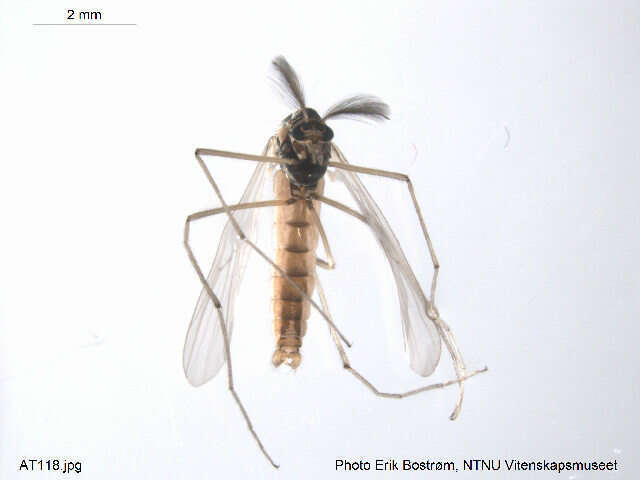 Pseudodiamesa