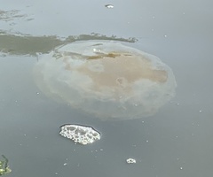 Semaeostomeae
