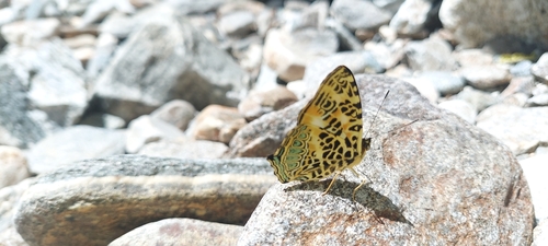 Himalayan jester