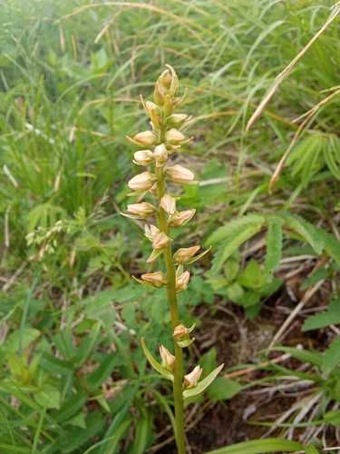 Aletris foliata, photograph 3