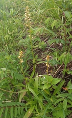 Hector Montero, CC BY, iNaturalist via GBIF Aletris foliata, photograph Hector Montero, CC BY, iNaturalist via GBIF