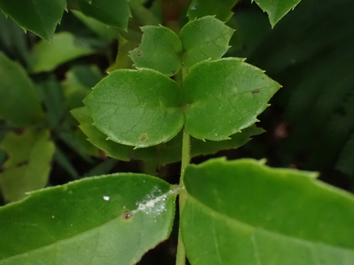Meliosma pinnata observed 2025-06-28