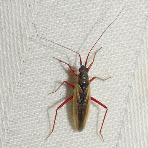 Teratocoris discolor