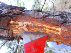 Ips grandicollis