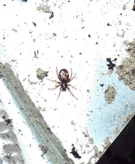 Asagena americana