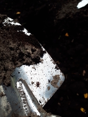 Asagena americana