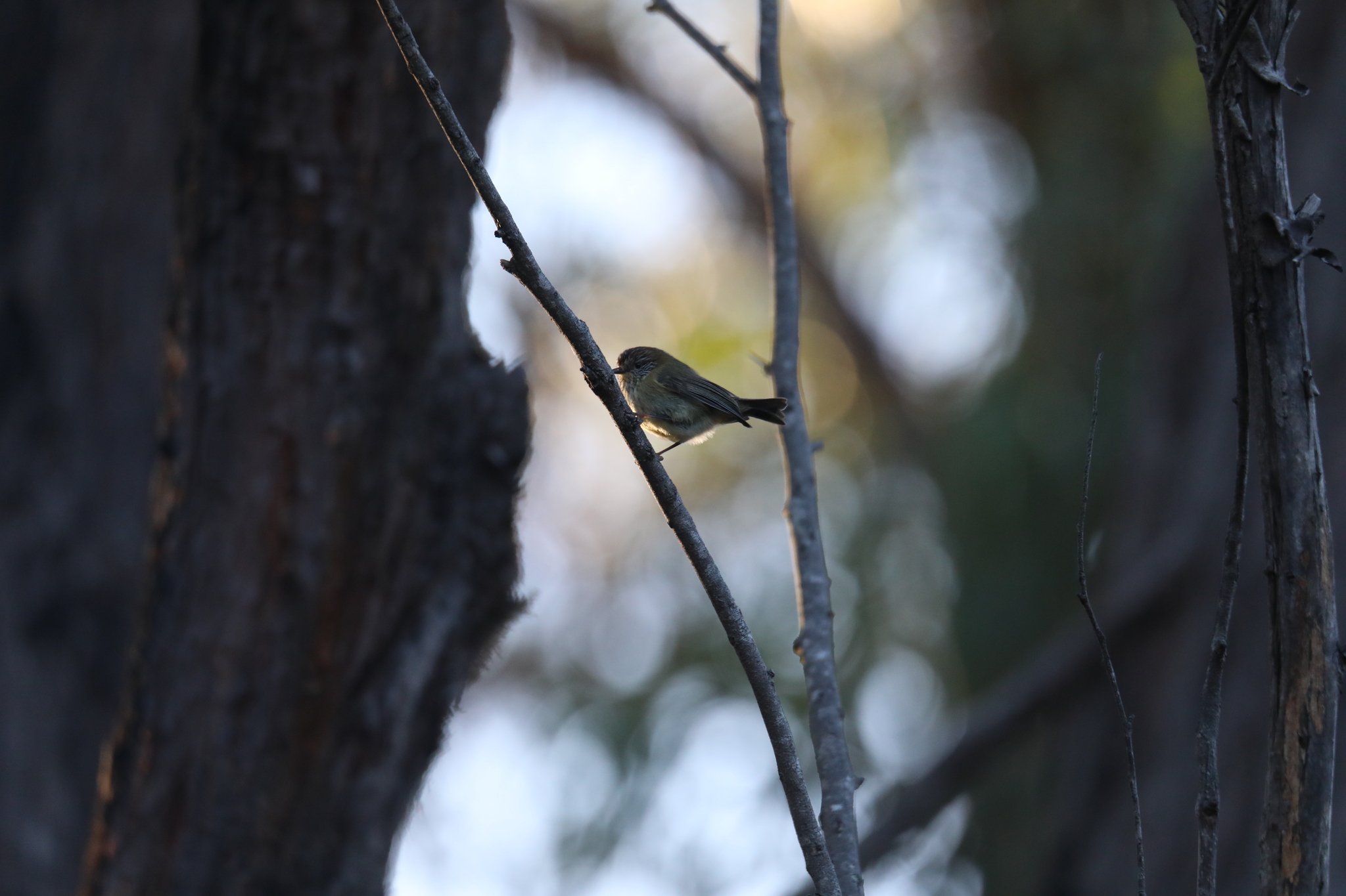 Acanthiza lineata Gould, 1838