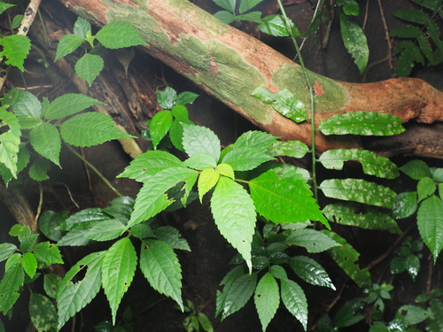 Pilea brevicornuta observed 2025-06-28