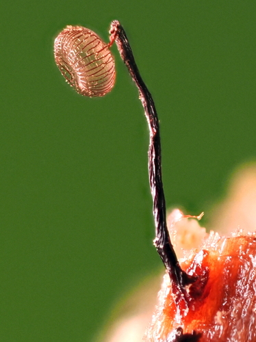 Cribraria cancellata, 2025-07-16